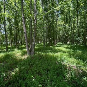 Photo #48 of SOLD property in 2910 Hills Neck Road, Emul, NC 1.9 acres