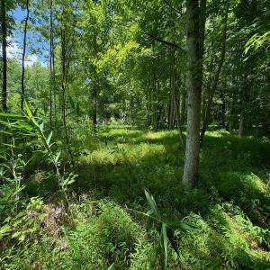 Photo #49 of SOLD property in 2910 Hills Neck Road, Emul, NC 1.9 acres