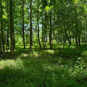 Photo #50 of SOLD property in 2910 Hills Neck Road, Emul, NC 1.9 acres