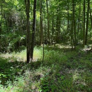 Photo #51 of SOLD property in 2910 Hills Neck Road, Emul, NC 1.9 acres