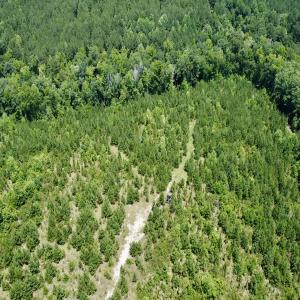 Photo #12 of SOLD property in Off Cortez Morrison Rd, Broadway, NC 29.3 acres