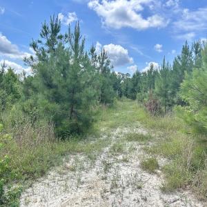 Photo #15 of SOLD property in Off Cortez Morrison Rd, Broadway, NC 29.3 acres