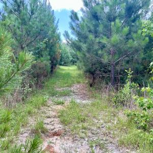 Photo #16 of SOLD property in Off Cortez Morrison Rd, Broadway, NC 29.3 acres