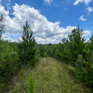 Photo #17 of SOLD property in Off Cortez Morrison Rd, Broadway, NC 29.3 acres