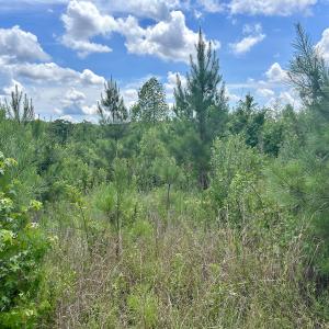 Photo #18 of SOLD property in Off Cortez Morrison Rd, Broadway, NC 29.3 acres