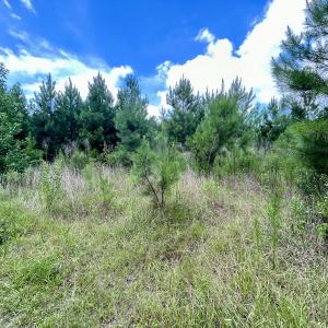 Photo #19 of SOLD property in Off Cortez Morrison Rd, Broadway, NC 29.3 acres