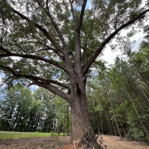 Photo #23 of SOLD property in 8 Peachtree Hills Road, Spring Hope, NC 11.0 acres