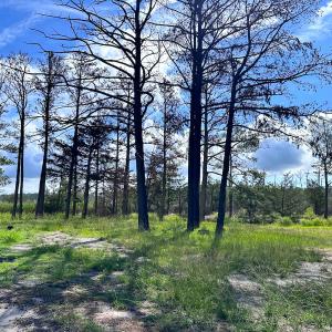 Photo #14 of SOLD property in 23519 Guardshore Rd, Bloxom, VA 10.0 acres