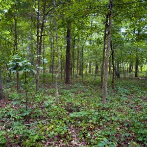 Photo #11 of SOLD property in Off Townsville Road - Lot 4B, Bullock, NC 18.8 acres