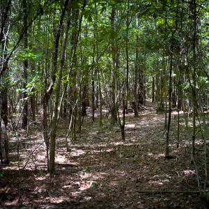 Photo #25 of SOLD property in Off Townsville Road - Lot 4B, Bullock, NC 18.8 acres