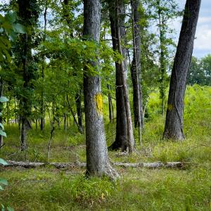 Photo #35 of SOLD property in Off Townsville Road - Lot 4B, Bullock, NC 18.8 acres