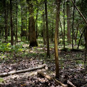 Photo #39 of SOLD property in Off Townsville Road - Lot 4B, Bullock, NC 18.8 acres