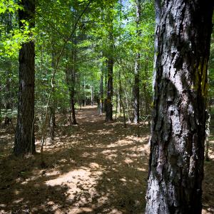 Photo #41 of SOLD property in Off Townsville Road - Lot 4B, Bullock, NC 18.8 acres