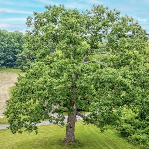 Photo #95 of SOLD property in 1424 Bottom Creek Ln, Bent Mountain, VA 26.0 acres