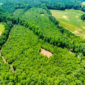 Photo #17 of SOLD property in Off McLean Chapel Church Rd, Bunnlevel, NC 37.4 acres