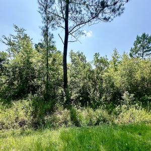 Photo #18 of SOLD property in Off Bowen Blanks Drive, Rieglewood, NC 4.2 acres