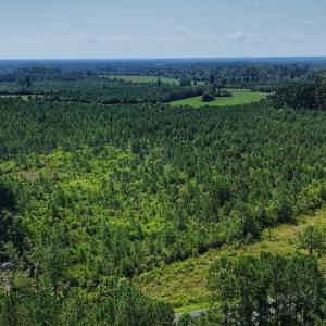 Photo #3 of SOLD property in Off Bowen Blanks Drive, Rieglewood, NC 4.2 acres