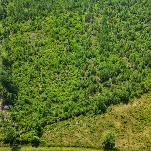 Photo #32 of SOLD property in Off Bowen Blanks Drive, Rieglewood, NC 4.2 acres