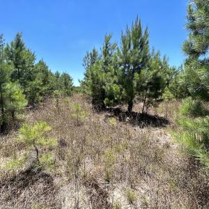 Photo #17 of SOLD property in 03 Josey Williams Road, Erwin, NC 11.0 acres