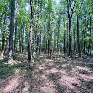 Photo #11 of SOLD property in Off Woodruff Rd, Selma, NC 42.0 acres