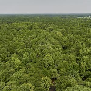Photo #12 of SOLD property in Off Woodruff Rd, Selma, NC 42.0 acres
