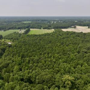 Photo #13 of SOLD property in Off Woodruff Rd, Selma, NC 42.0 acres