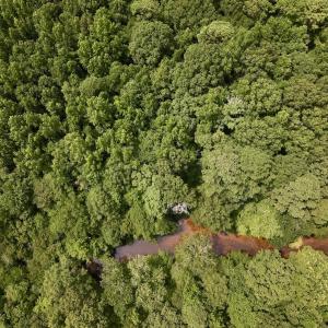 Photo #15 of SOLD property in Off Woodruff Rd, Selma, NC 42.0 acres