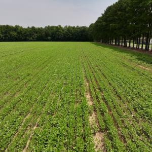 Photo #24 of SOLD property in Off Woodruff Rd, Selma, NC 42.0 acres
