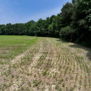 Photo #25 of SOLD property in Off Woodruff Rd, Selma, NC 42.0 acres