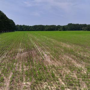 Photo #26 of SOLD property in Off Woodruff Rd, Selma, NC 42.0 acres