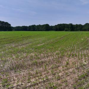 Photo #27 of SOLD property in Off Woodruff Rd, Selma, NC 42.0 acres