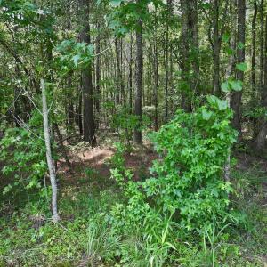 Photo #31 of SOLD property in Off Woodruff Rd, Selma, NC 42.0 acres