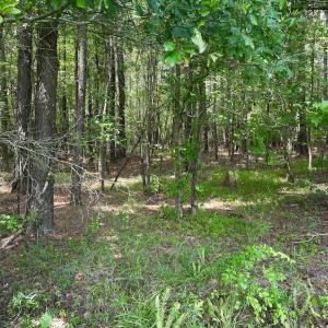 Photo #32 of SOLD property in Off Woodruff Rd, Selma, NC 42.0 acres