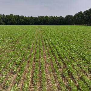 Photo #37 of SOLD property in Off Woodruff Rd, Selma, NC 42.0 acres
