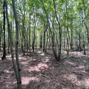 Photo #38 of SOLD property in Off Woodruff Rd, Selma, NC 42.0 acres