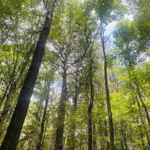 Photo #42 of SOLD property in Off Woodruff Rd, Selma, NC 42.0 acres
