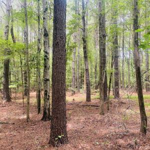 Photo #43 of SOLD property in Off Woodruff Rd, Selma, NC 42.0 acres
