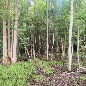 Photo #48 of SOLD property in Off Woodruff Rd, Selma, NC 42.0 acres