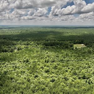 Photo #11 of SOLD property in Off Evans Farm Road, Hollister, NC 27.8 acres