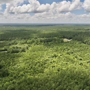 Photo #12 of SOLD property in Off Evans Farm Road, Hollister, NC 27.8 acres