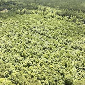 Photo #24 of SOLD property in Off Evans Farm Road, Hollister, NC 27.8 acres