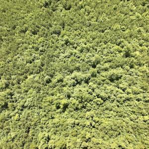 Photo #25 of SOLD property in Off Evans Farm Road, Hollister, NC 27.8 acres