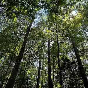 Photo #4 of SOLD property in Ivor Rd, Courtland, VA 202.0 acres