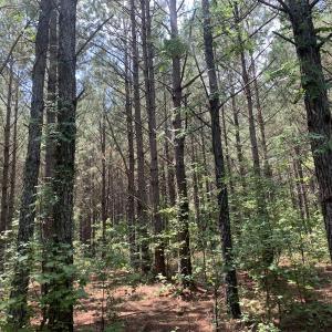 Photo #48 of SOLD property in 30503 Camp Parkway, Courtland, VA 77.2 acres