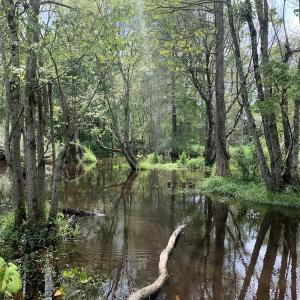 Photo #53 of SOLD property in 30503 Camp Parkway, Courtland, VA 77.2 acres