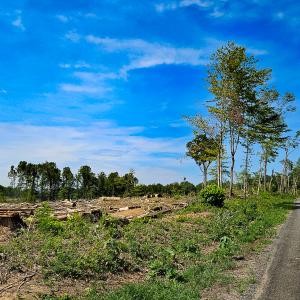 Photo #5 of SOLD property in Off Salem Church Road, King George, VA 87.0 acres