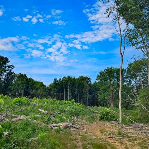 Photo #10 of SOLD property in Off Salem Church Road, King George, VA 87.0 acres