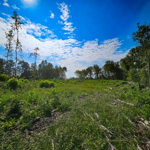 Photo #14 of SOLD property in Off Salem Church Road, King George, VA 87.0 acres