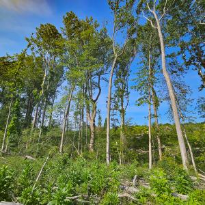 Photo #17 of SOLD property in Off Salem Church Road, King George, VA 87.0 acres