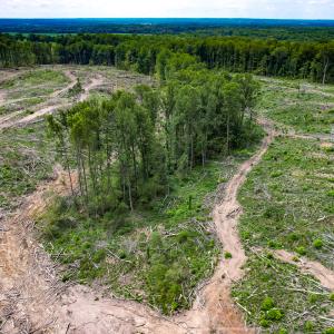 Photo #25 of SOLD property in Off Salem Church Road, King George, VA 87.0 acres